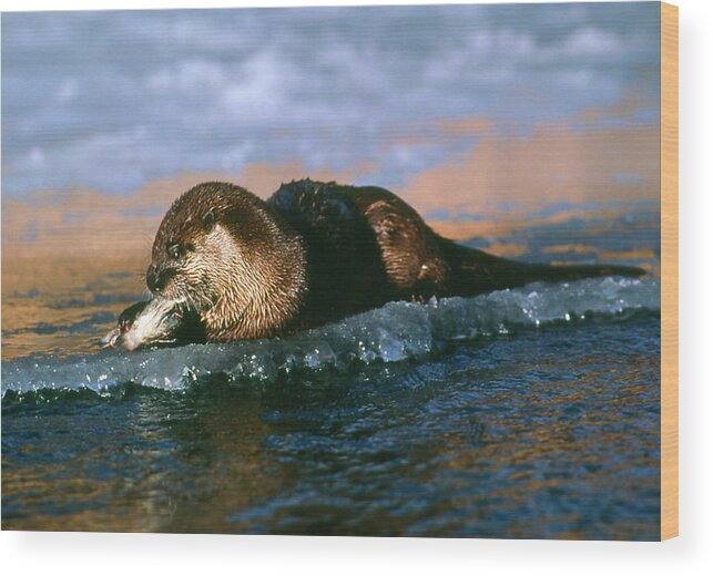 Animal Wood Print featuring the photograph Canadian Otter by William Ervin/science Photo Library