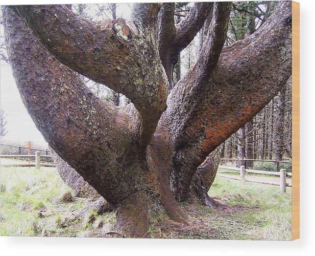 Cape Meares Wood Print featuring the photograph Cape Meares Octopus Tree by Peter Mooyman