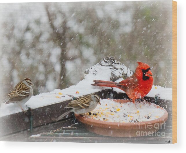 Sandra Clark Wood Print featuring the photograph Cardinal and Sparrows in the Snow by Sandra Clark