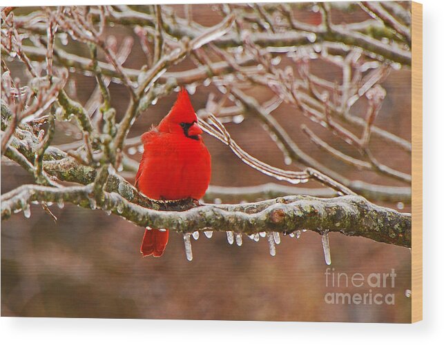 Avian Wood Print featuring the photograph Cardinal by Mary Carol Story