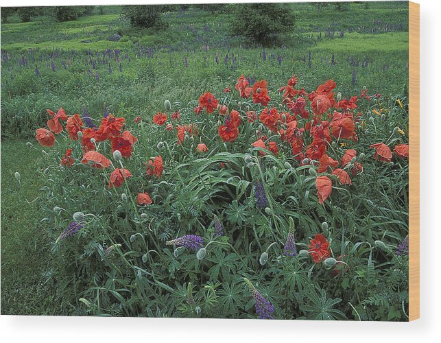 Poppies Wood Print featuring the photograph Cascading Poppies by Laura Tucker