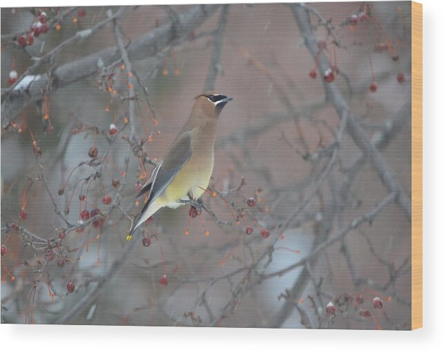 Cedar Waxwing Wood Print featuring the photograph Cedar Waxwing III by James Petersen