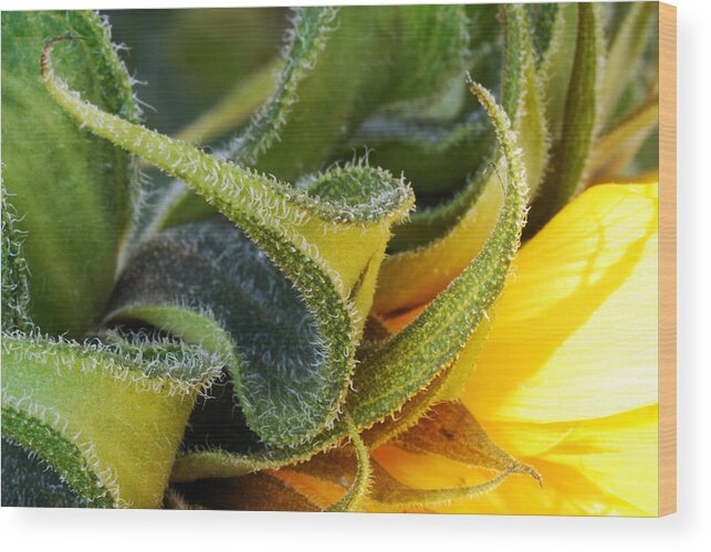 Celebration Wood Print featuring the photograph Celebration Sunflower by Wendy Wilton