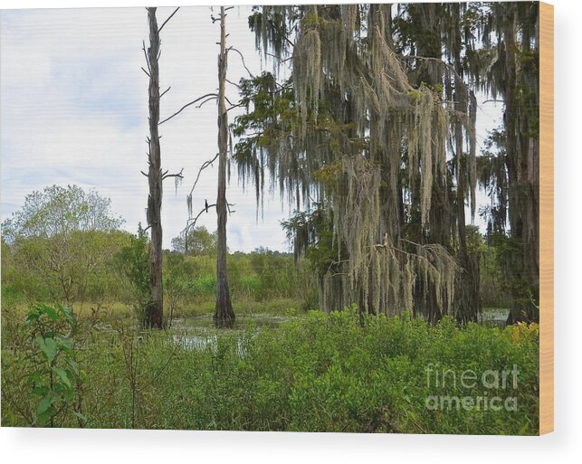 Florida Wood Print featuring the photograph Central Florida Outdoors by Carol Bradley