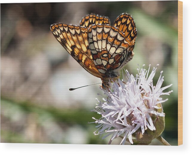 Butterfly Wood Print featuring the photograph Checkered Butterfly by Betty Depee