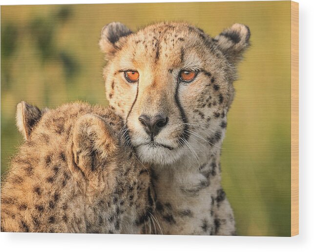 Cheetah Wood Print featuring the photograph Cheetah Eyes by Jaco Marx