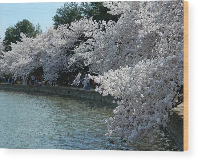 Cherry Blossoms Photographs Wood Print featuring the photograph Cherry Blossoms Along The Tidal Basin by Emmy Vickers