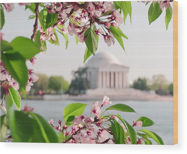 America Wood Print featuring the photograph Cherry Blossoms and the Jefferson Memorial by Mitchell R Grosky