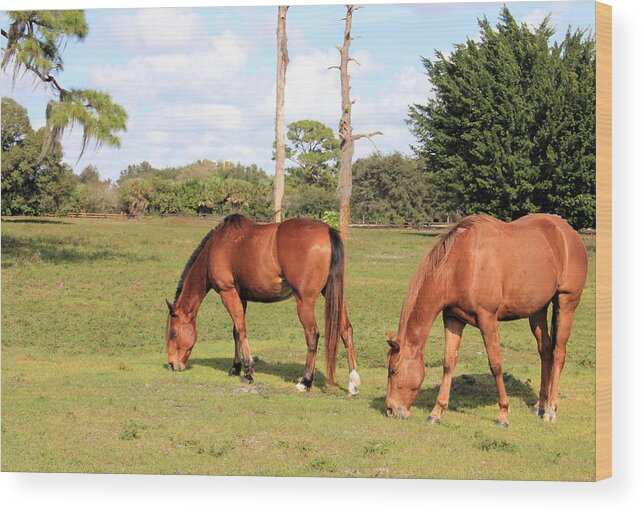 Horse Wood Print featuring the photograph Chestnut Horses by Rosalie Scanlon