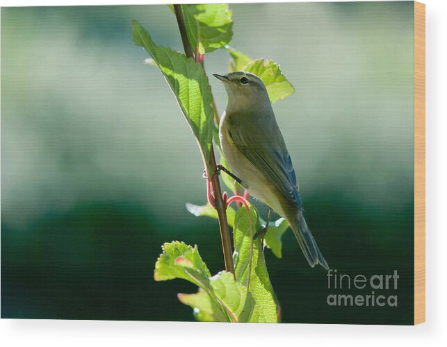 Chiffchaff Wood Print featuring the photograph Chiffchaffs hunting by Torbjorn Swenelius