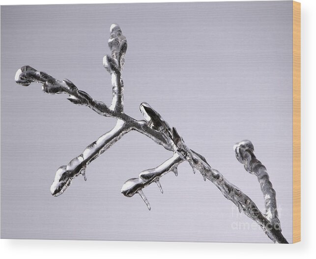 Twig Wood Print featuring the photograph Chrome Twig by Tom Brickhouse
