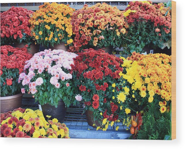 Flora Wood Print featuring the photograph Chrysanthemums by Gerry Bates