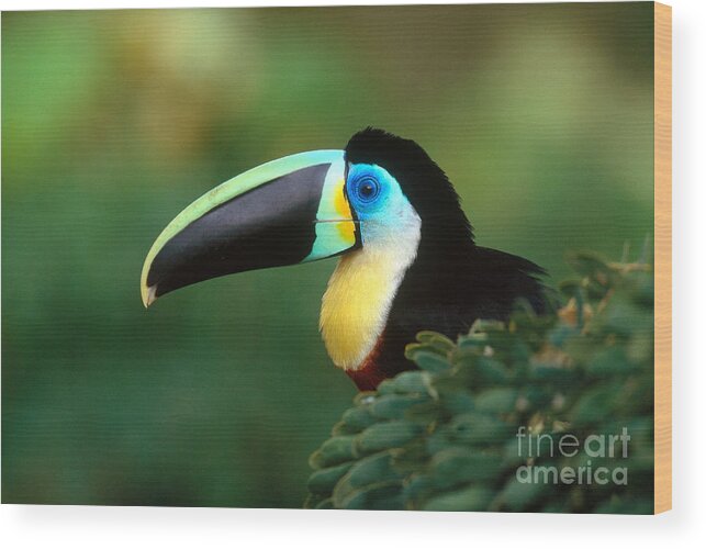 Citron-throated Toucan Wood Print featuring the photograph Citron-throated Toucan by Art Wolfe