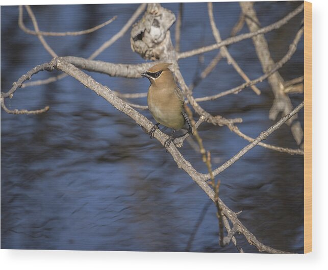 Cedar Waxwing Wood Print featuring the photograph Close To The Water by Thomas Young