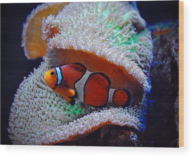 Nemo Wood Print featuring the photograph Clown Fish by Savannah Gibbs
