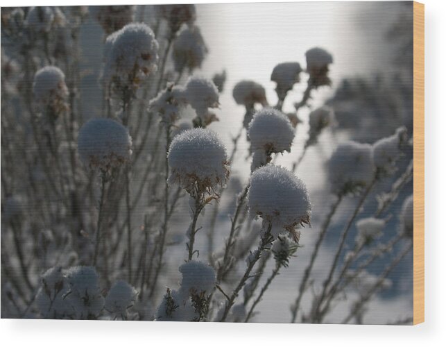 Winter Wood Print featuring the photograph Cold Winter Light by Cascade Colors