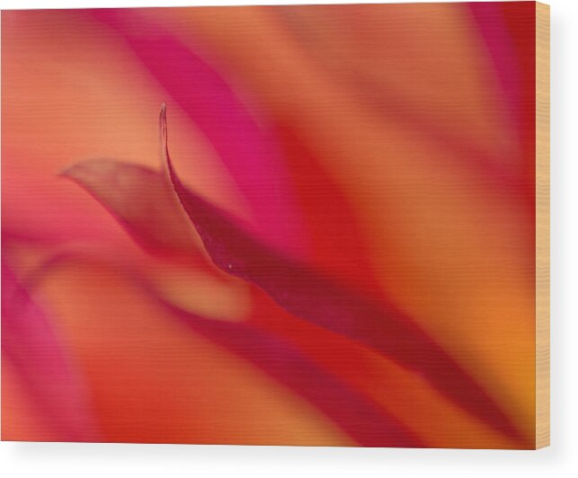 Floral Wood Print featuring the photograph Colorful Motion by Mary Jo Allen