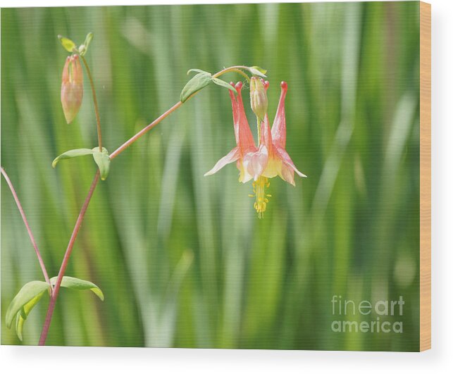 Columbine With Flower And Buds Wood Print featuring the photograph Columbine With Flower and Buds by Robert E Alter Reflections of Infinity