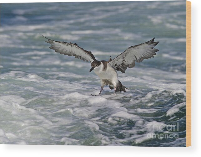 Festblues Wood Print featuring the photograph Coming in for Landing... by Nina Stavlund