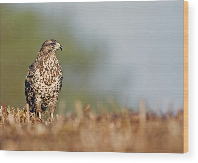 Buzzard Wood Print featuring the photograph Common Buzzard by Paul Scoullar