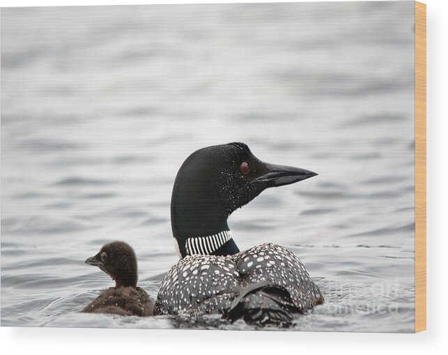 Common Loon Wood Print featuring the photograph Common Loon and Baby by Cheryl Baxter