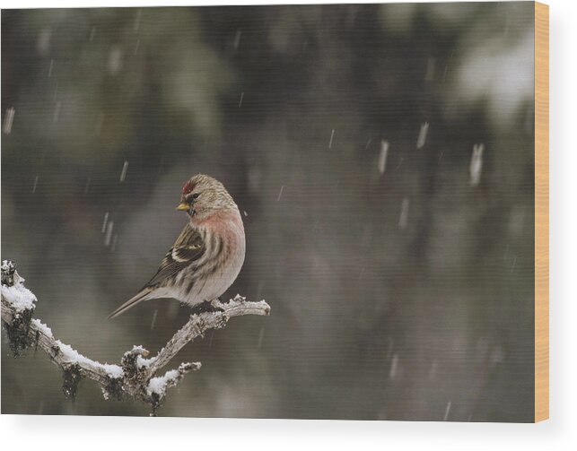 Feb0514 Wood Print featuring the photograph Common Redpoll Male In Breeding Plumage by Michael Quinton