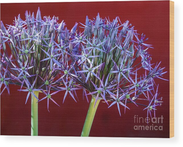 Flowers Wood Print featuring the photograph Flowering Onions by Roselynne Broussard