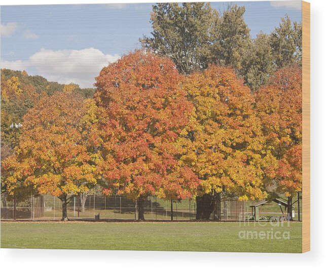 Fall Foliage Wood Print featuring the photograph Corning Fall Foliage 1 by Tom Doud