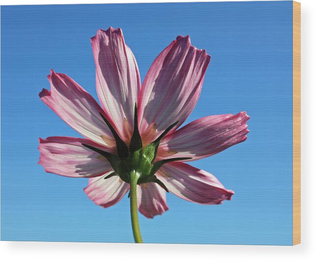 Flora Wood Print featuring the photograph Cosmos 2 by Gerry Bates