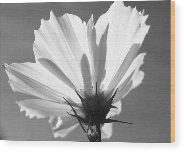 Flora Wood Print featuring the photograph Cosmos BW2 by Gerry Bates