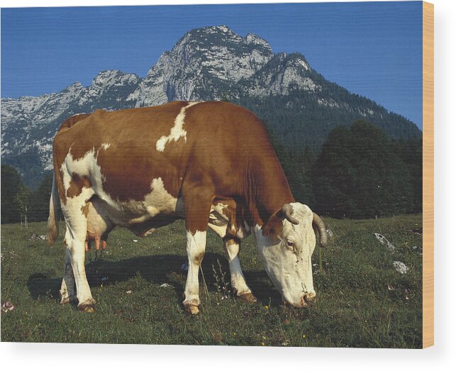 Feb0514 Wood Print featuring the photograph Cow Grazing In Field Bavaria by Heidi & Hans-Juergen Koch