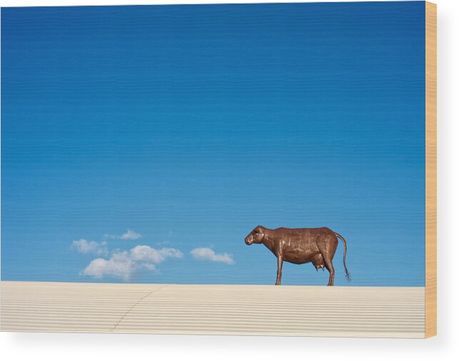 Clouds Wood Print featuring the photograph Cow On A Hot Tin Roof by Mary Lee Dereske
