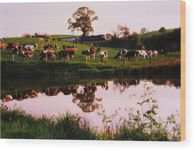 Landscape Wood Print featuring the photograph Cows In The Canal by Martin Howard