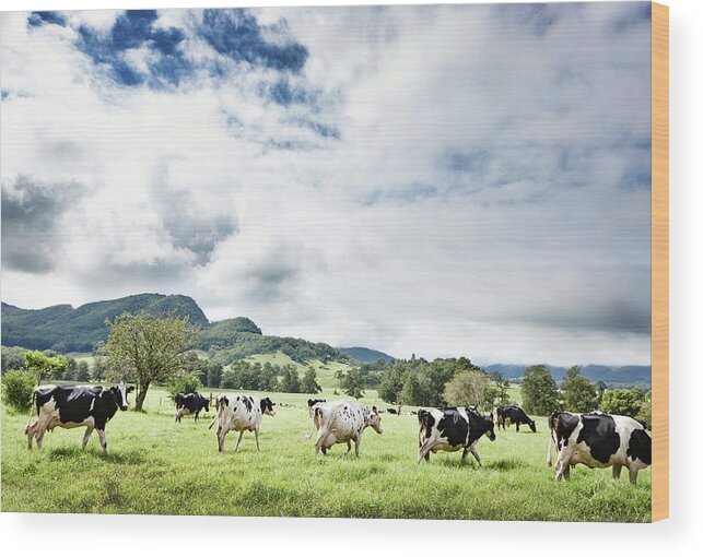 Domestic Animals Wood Print featuring the photograph Cows Walk In Beautiful Paddock by Stuart Miller