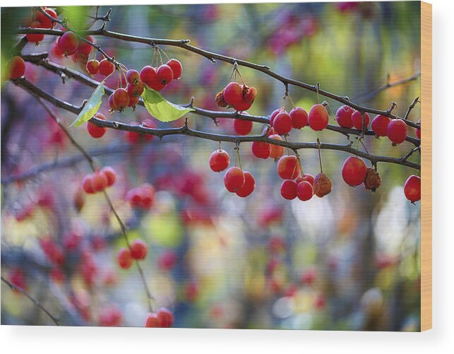 Crab Apple Wood Print featuring the photograph Crab Apples 1 by Scott Campbell