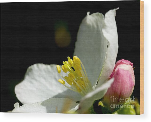 Arboretum Wood Print featuring the photograph Crabapple white by Steven Ralser