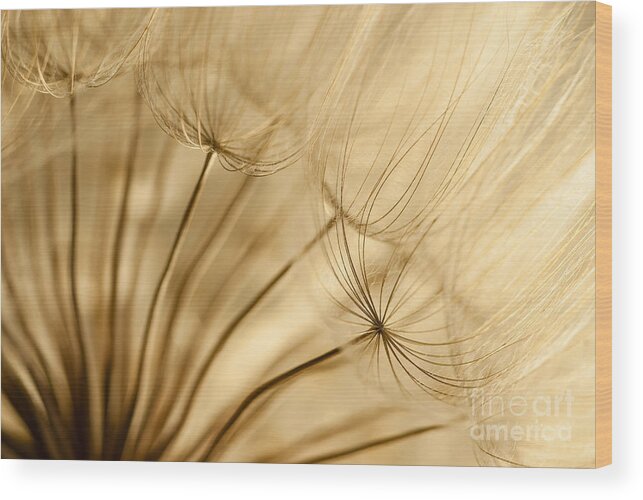 Dandelion Wood Print featuring the photograph Creamy Dandelions by Iris Greenwell