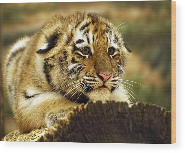 Amur Tiger Wood Print featuring the photograph Crouching Cub by Leda Robertson