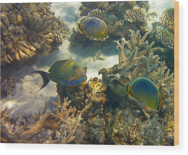 Tropical Fish Wood Print featuring the photograph Cruisin by Corinne Rhode