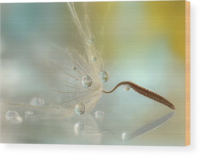 Drops Wood Print featuring the photograph Crystal by Rina Barbieri