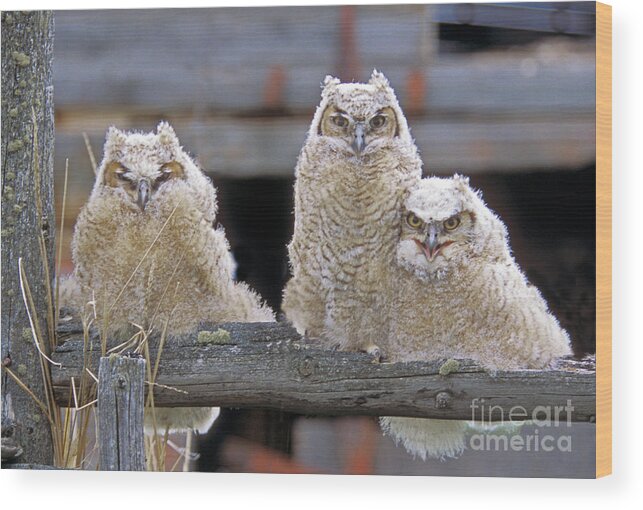 Great Horned Owls Wood Print featuring the photograph Curly Moe and Miss Congeniality by Gary Beeler