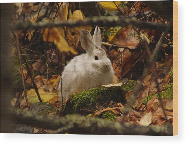 Bunny Wood Print featuring the photograph Cute Bunny In The Forest by Loni Collins
