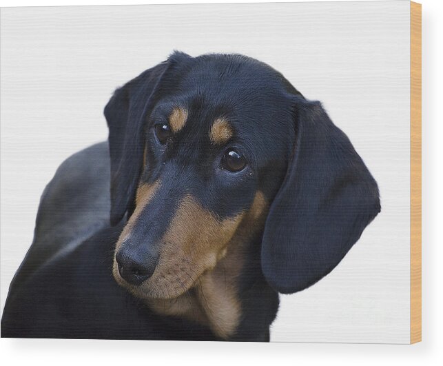 Dog Wood Print featuring the photograph Dachshund by Linsey Williams