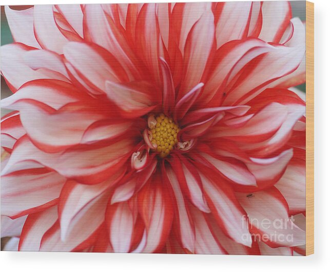 Nature Wood Print featuring the photograph Dahlia 20 by Rudi Prott
