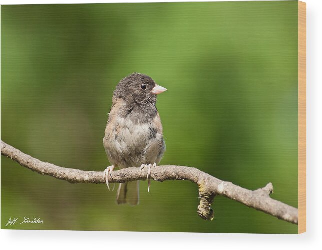 Animal Wood Print featuring the photograph Dark Eyed Junco by Jeff Goulden