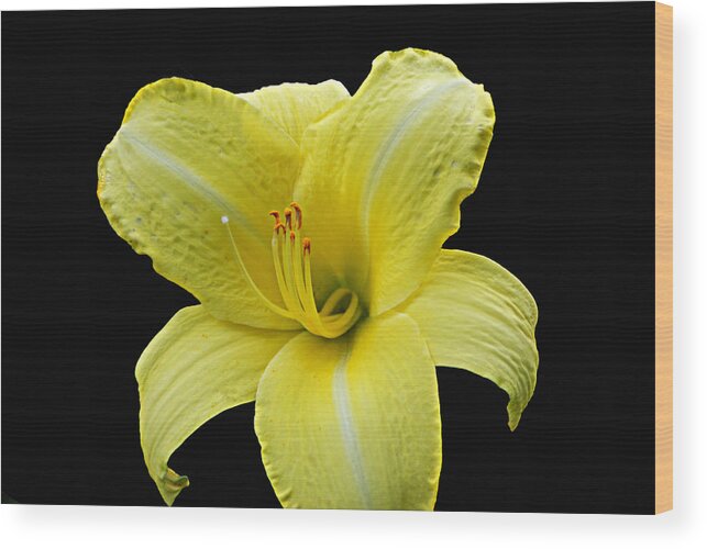 Plant Life Wood Print featuring the photograph Day Lily Pla 134 by Gordon Sarti