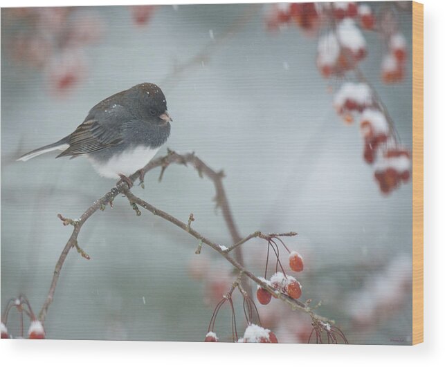 Bird Wood Print featuring the photograph Dark-eyed Junco -- Decisions decisions by Kristin Hatt