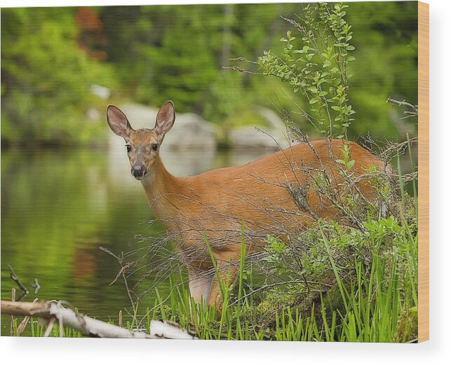 Deer Wood Print featuring the photograph Doe at Waters Edge by John Vose