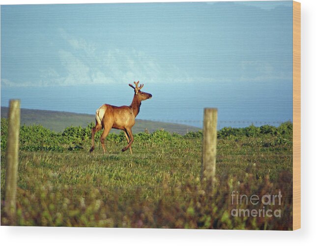 Deer Wood Print featuring the photograph Deer On The Rune by Tina Hailey