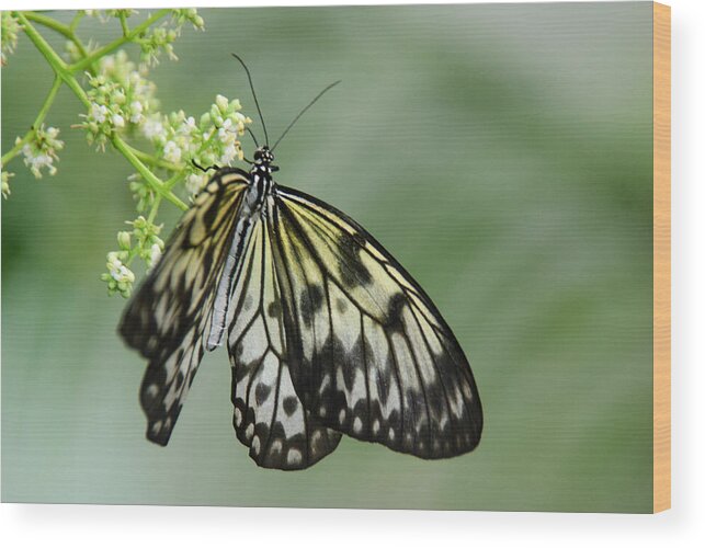 Butterfly Wood Print featuring the photograph Delicate by Tam Ryan